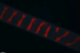 Spirogyra XX resmi