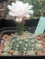 Plancia ëd Gymnocalycium calochlorum (Boed.) Y. Itô