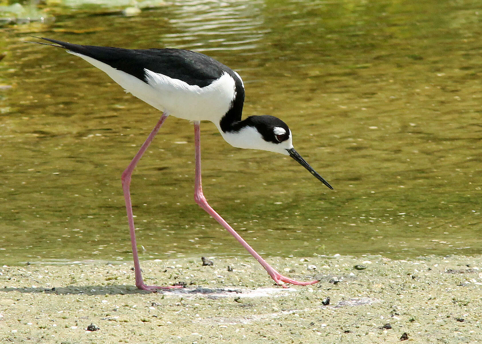 Image of Black-necked Stilt