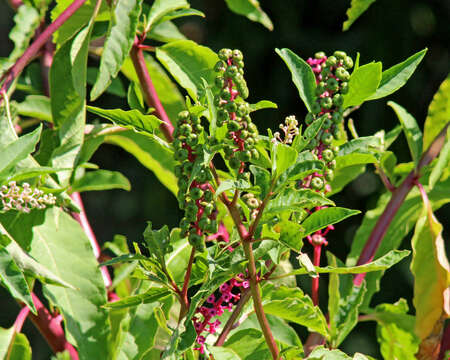 Image of American Nightshade