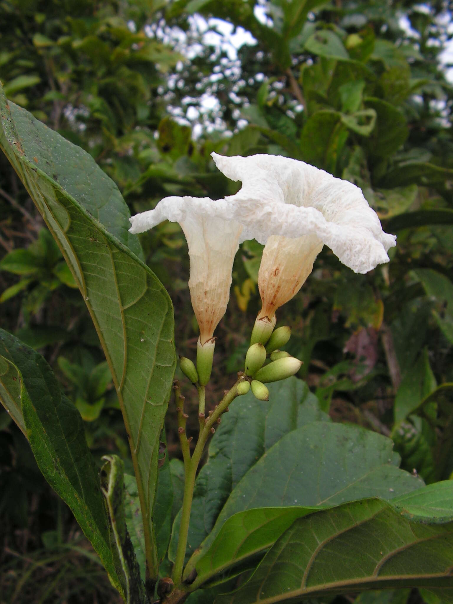 Image of Cordia superba Cham.