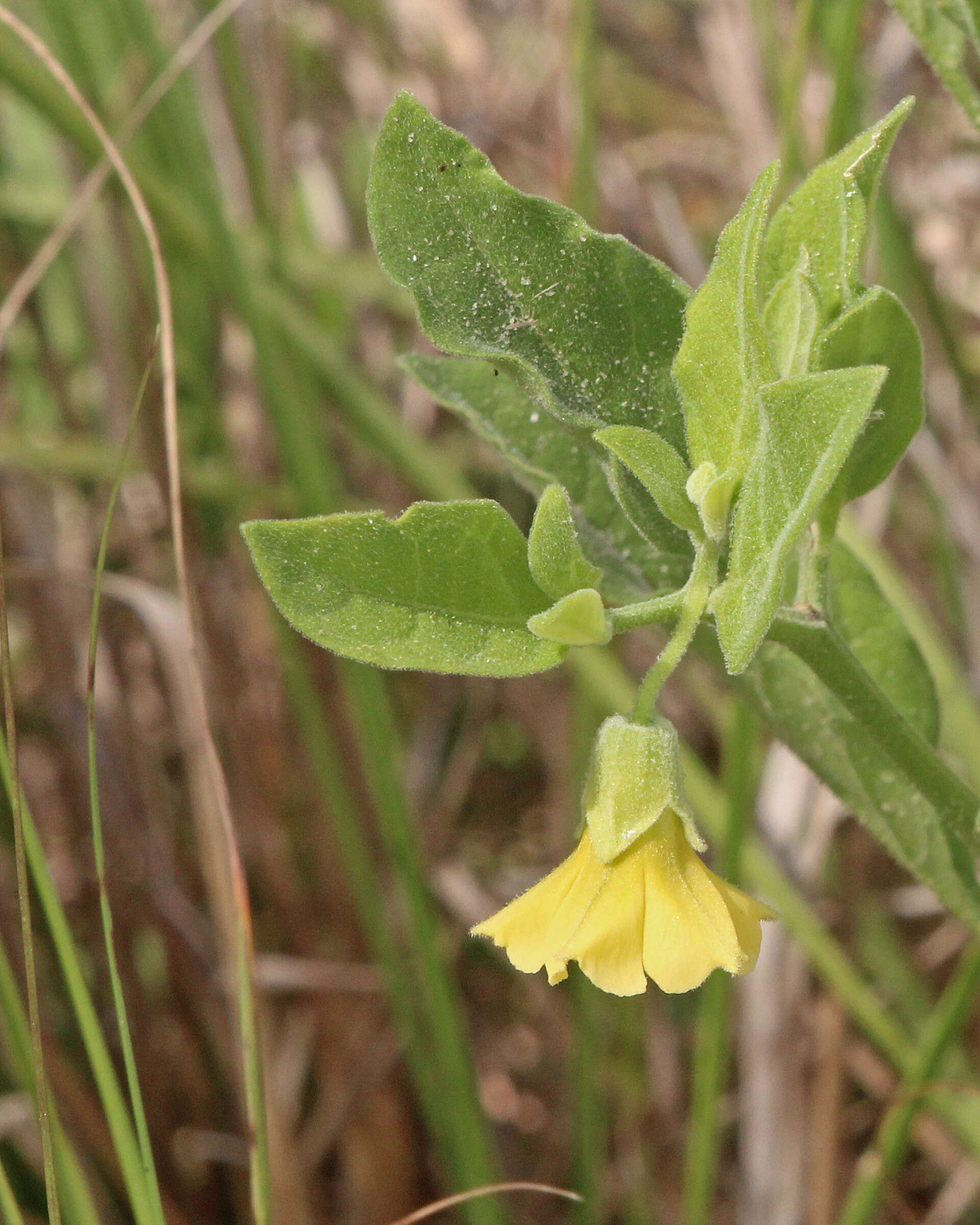 Image of Walter's groundcherry