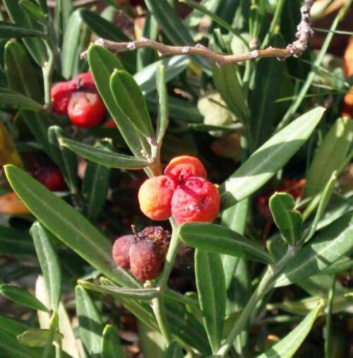 Image of Spurge Olive