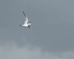 Image of Forster's Tern