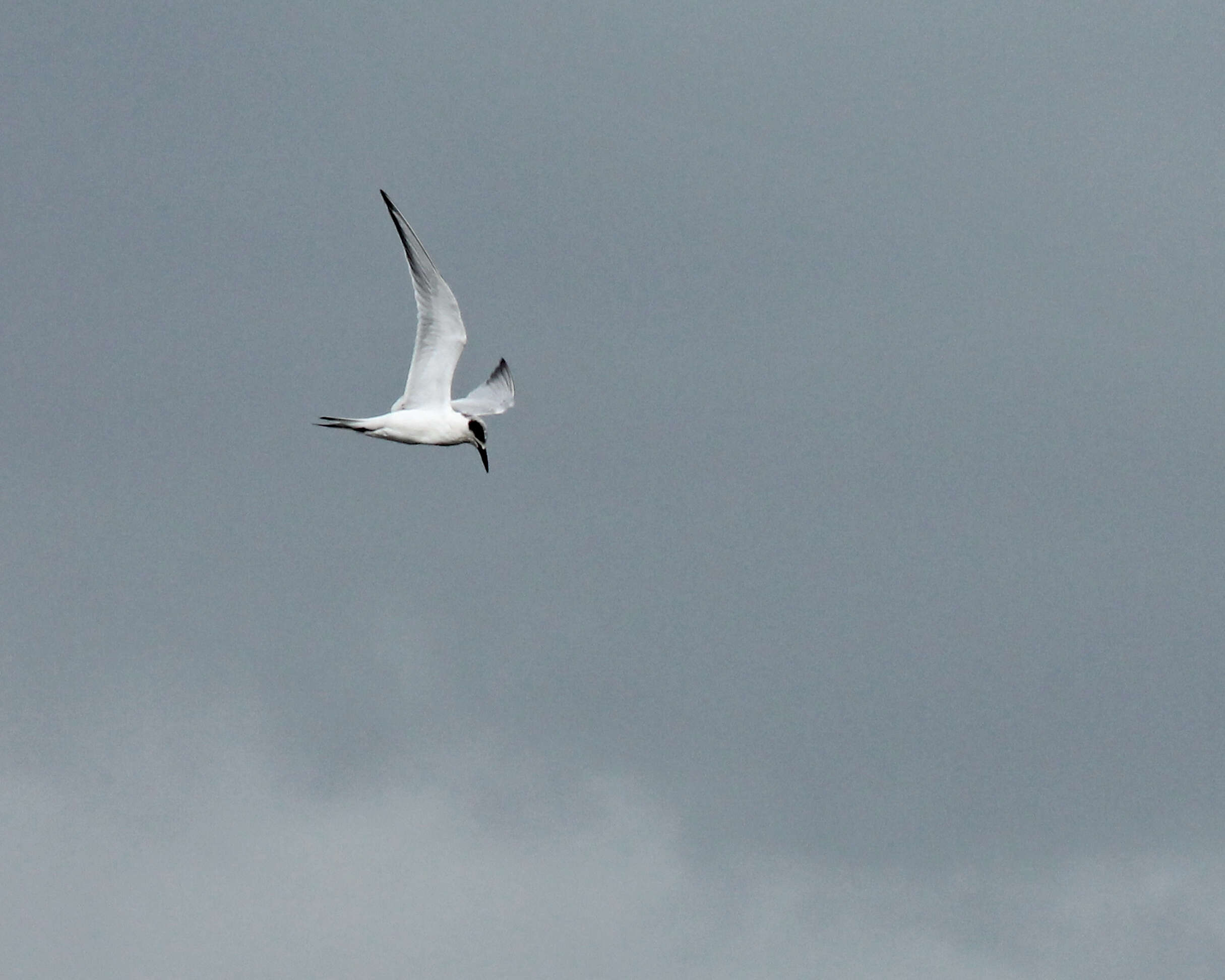 Image of Forster's Tern