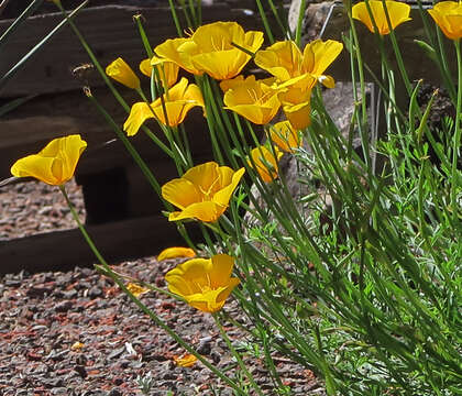 Image of tufted poppy