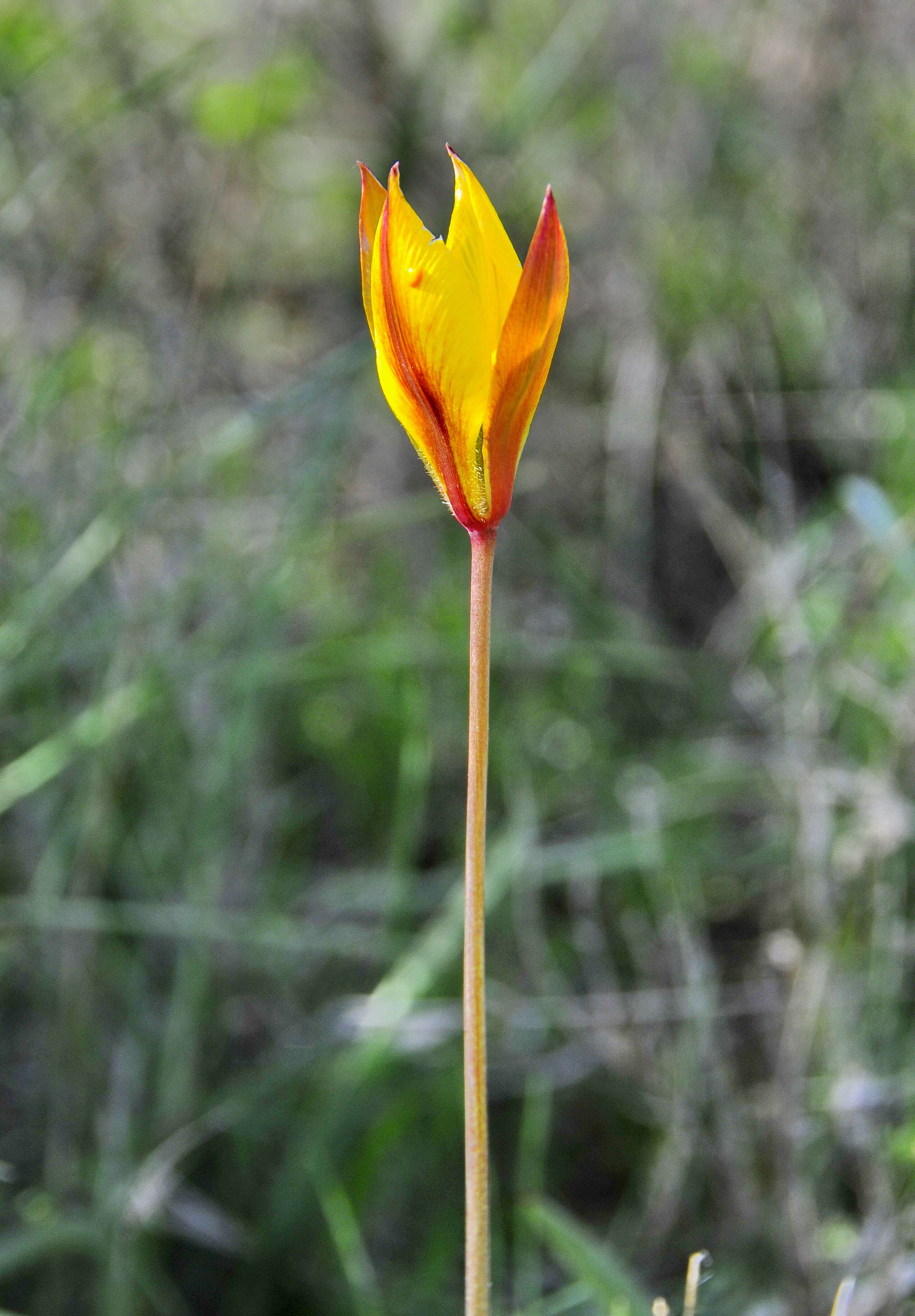 Image de Tulipa sylvestris subsp. australis (Link) Pamp.