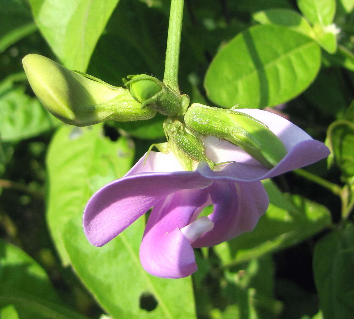 Слика од Vigna vexillata (L.) A. Rich.