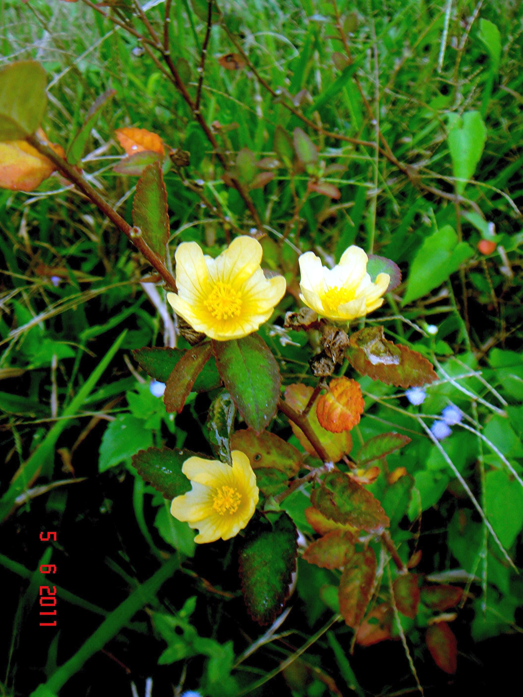 Image of common wireweed