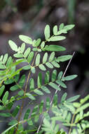 Image de Osmunda spectabilis Willd.