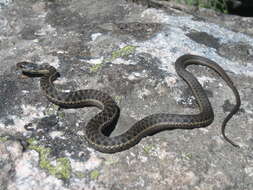 Image of Thamnophis elegans vagrans (Baird & Girard 1853)