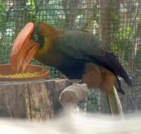 Image of Northern Rufous Hornbill