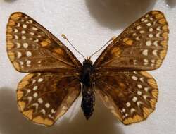 Euphydryas phaeton Drury 1767的圖片