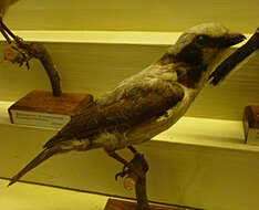 Image of Southern White-crowned Shrike