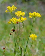 Imagem de Polygala cymosa Walt.