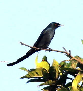 Image de Drongo cendré