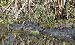 Image of American alligator