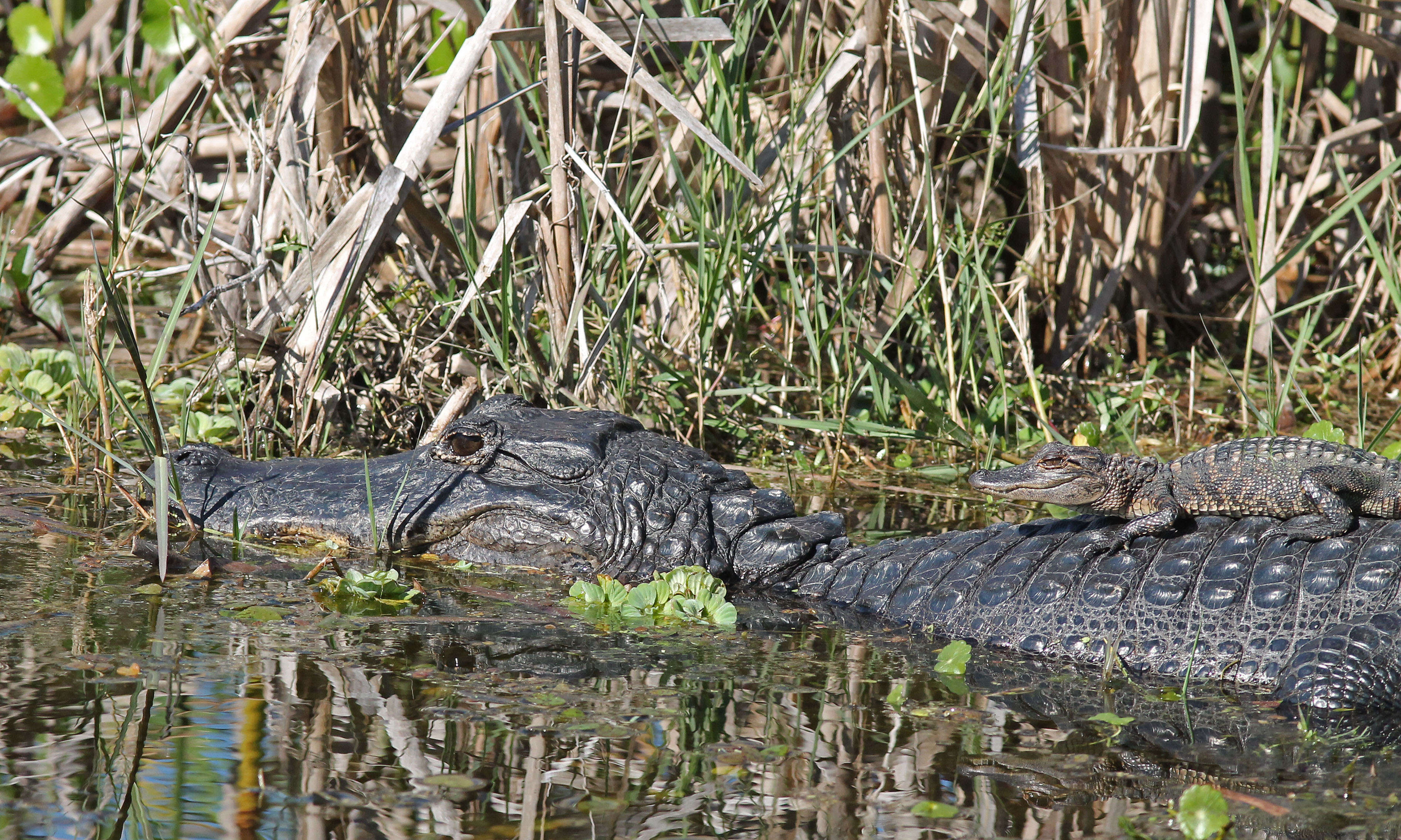 Image of American alligator