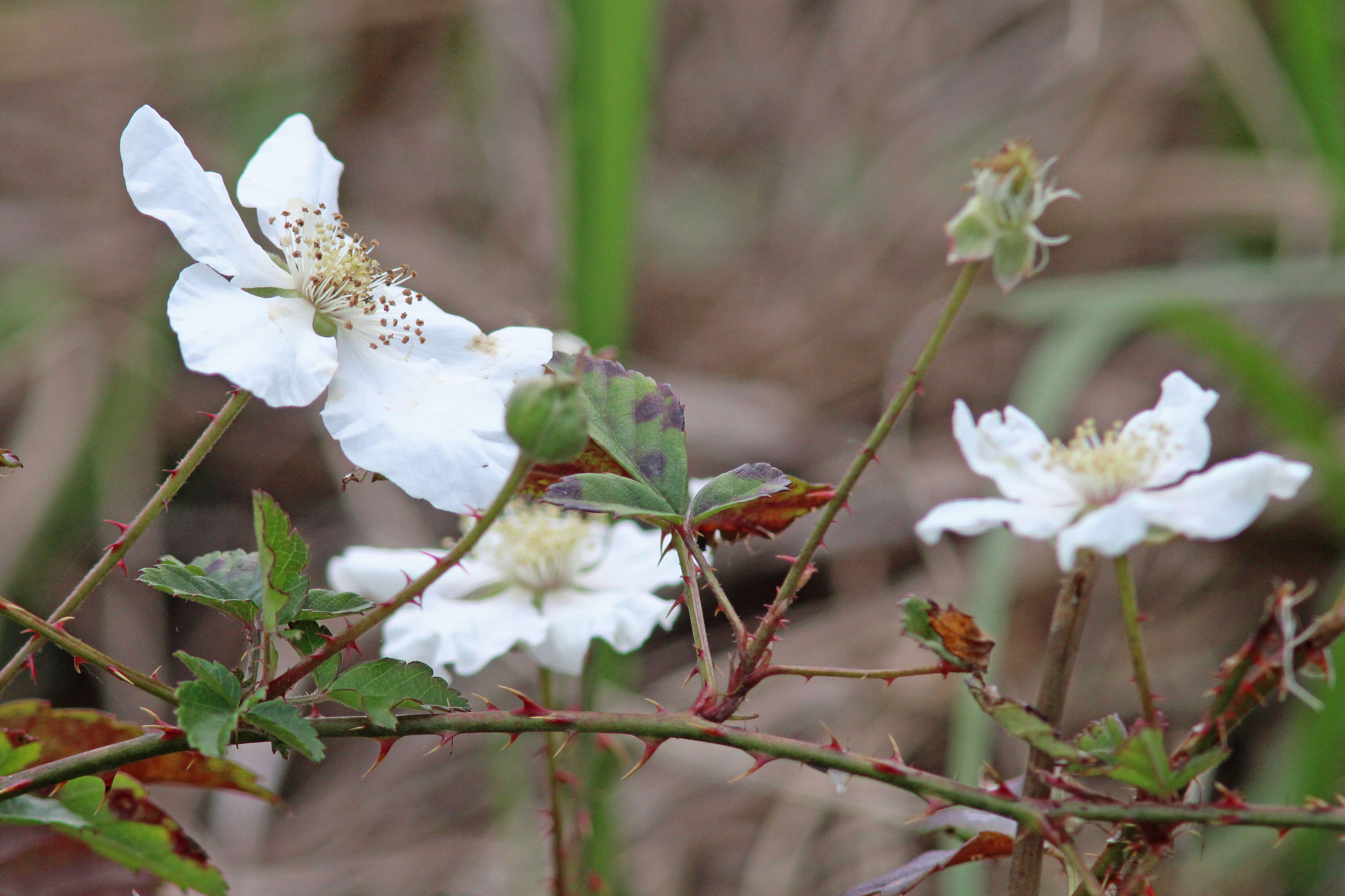 Imagem de Rubus trivialis Michx.