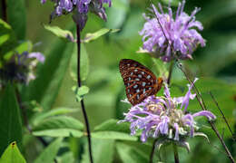 Image of Aphrodite Fritillary