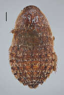 Image of Griffiniella larvalis Princis 1965