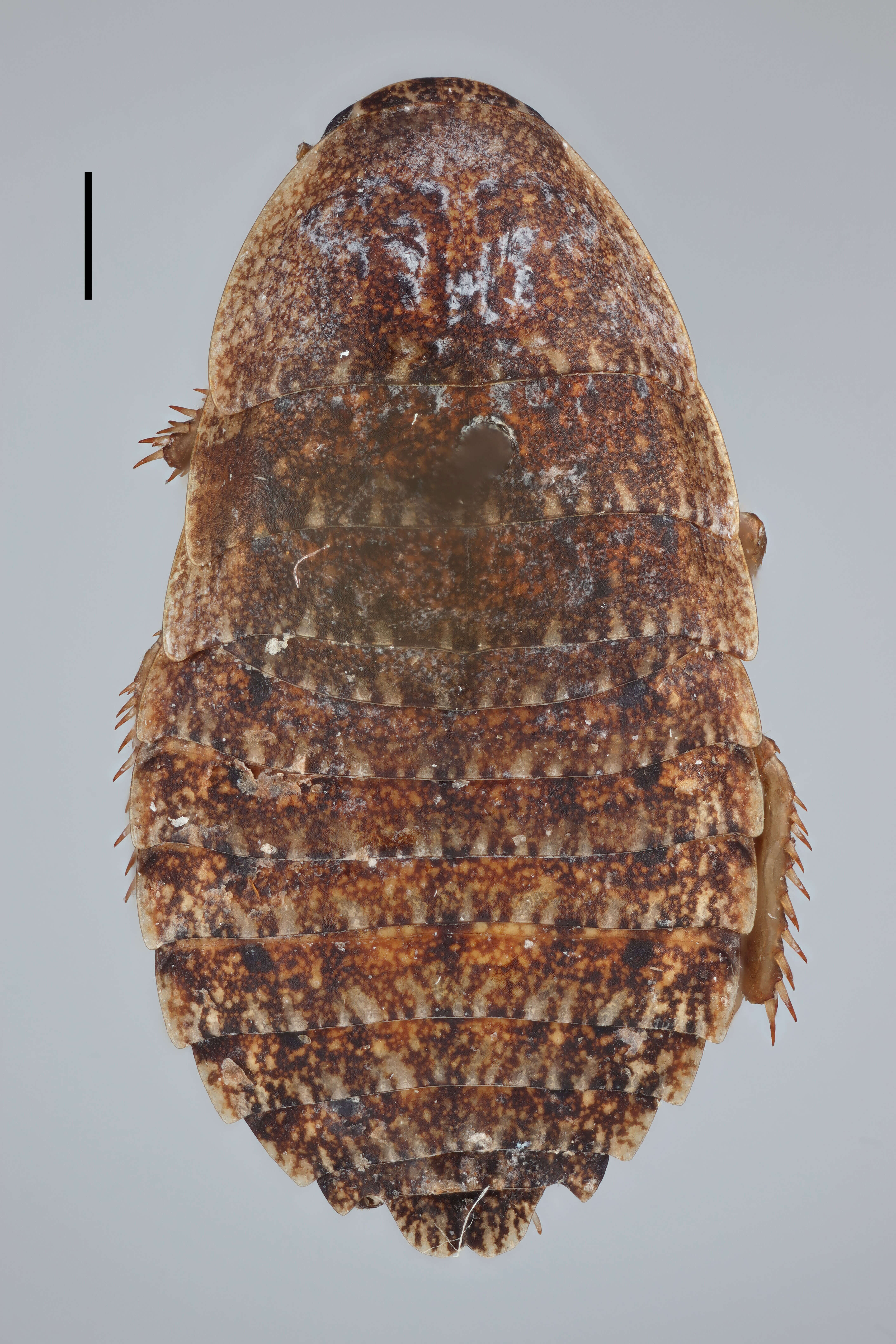 Image of Griffiniella larvalis Princis 1965