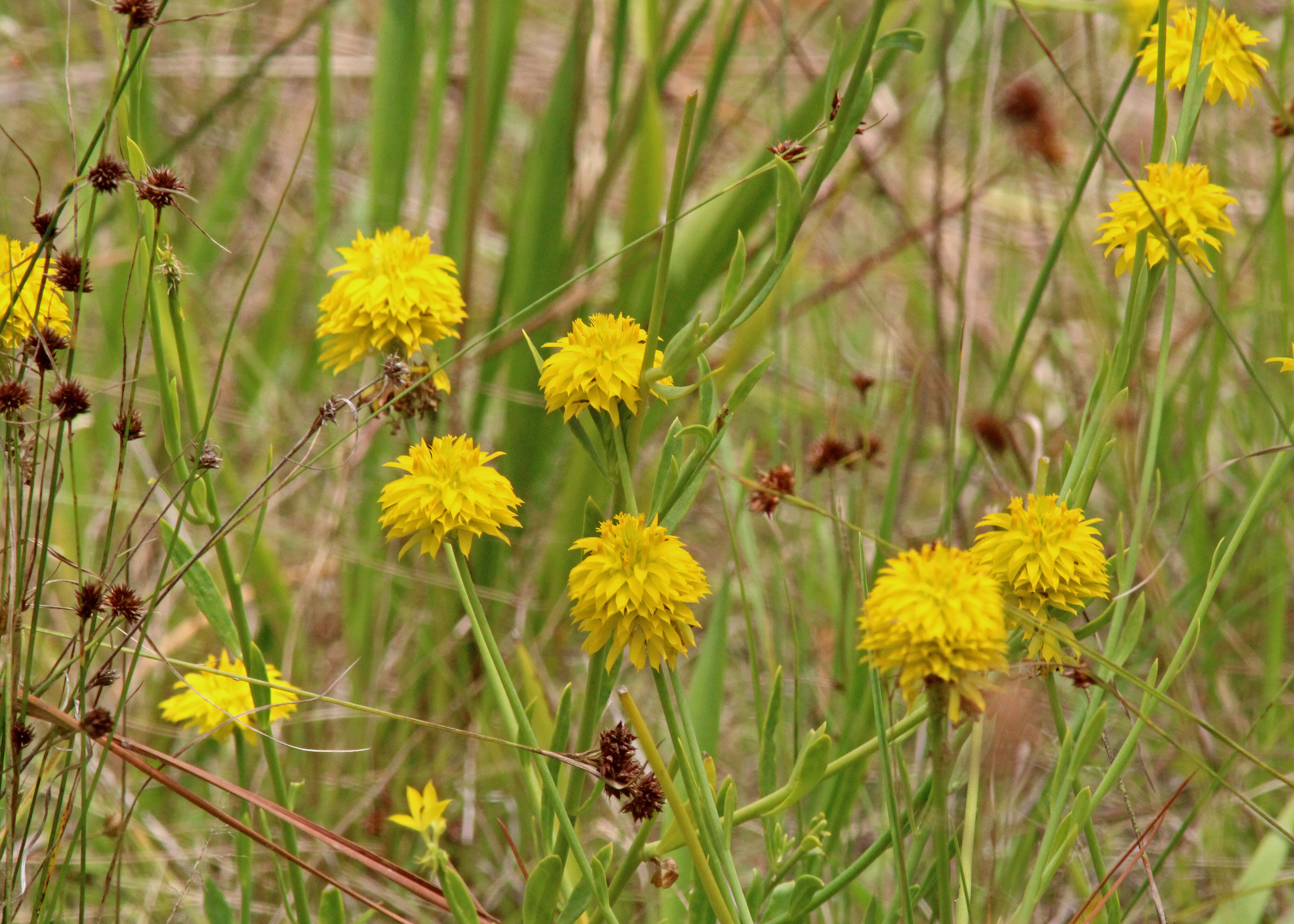 Polygala rugelii Shuttlew. ex A. Gray的圖片