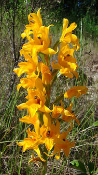 Image of Chloraea alpina Poepp.