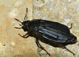 Image of Necrodes littoralis (Linnaeus 1758)