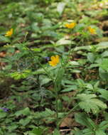 Ranunculus tuberosus Lapeyr. resmi