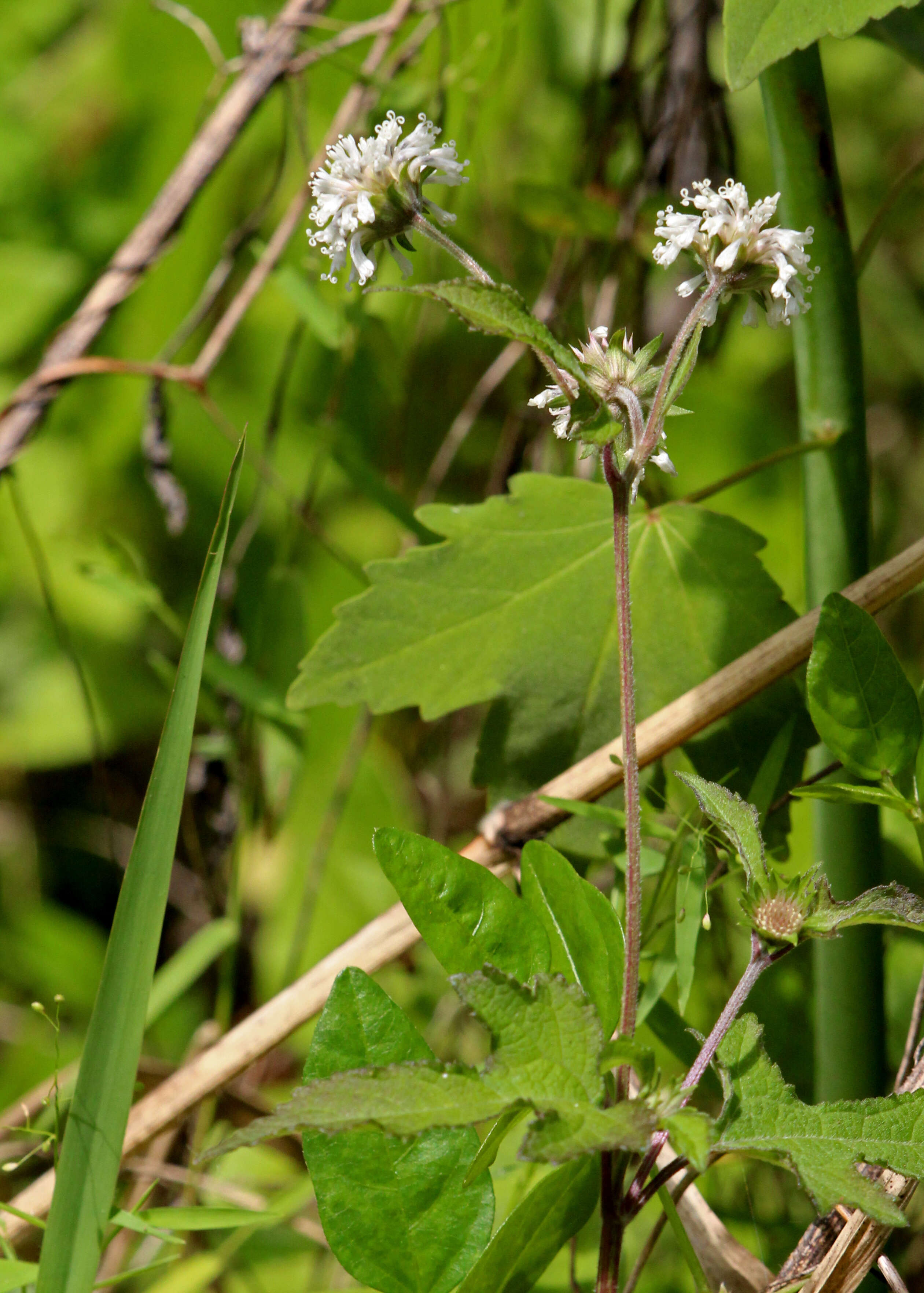 Sivun Melanthera nivea (L.) Small kuva