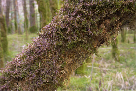 Frullania tamarisci (L.) Dumort. resmi