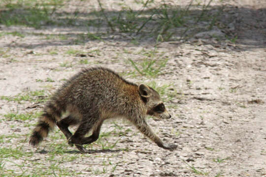 Image of raccoons