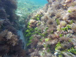 Image of Caulerpa muelleri