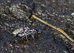 Image of Cicindela (Cicindelidia) trifasciata Fabricius 1781