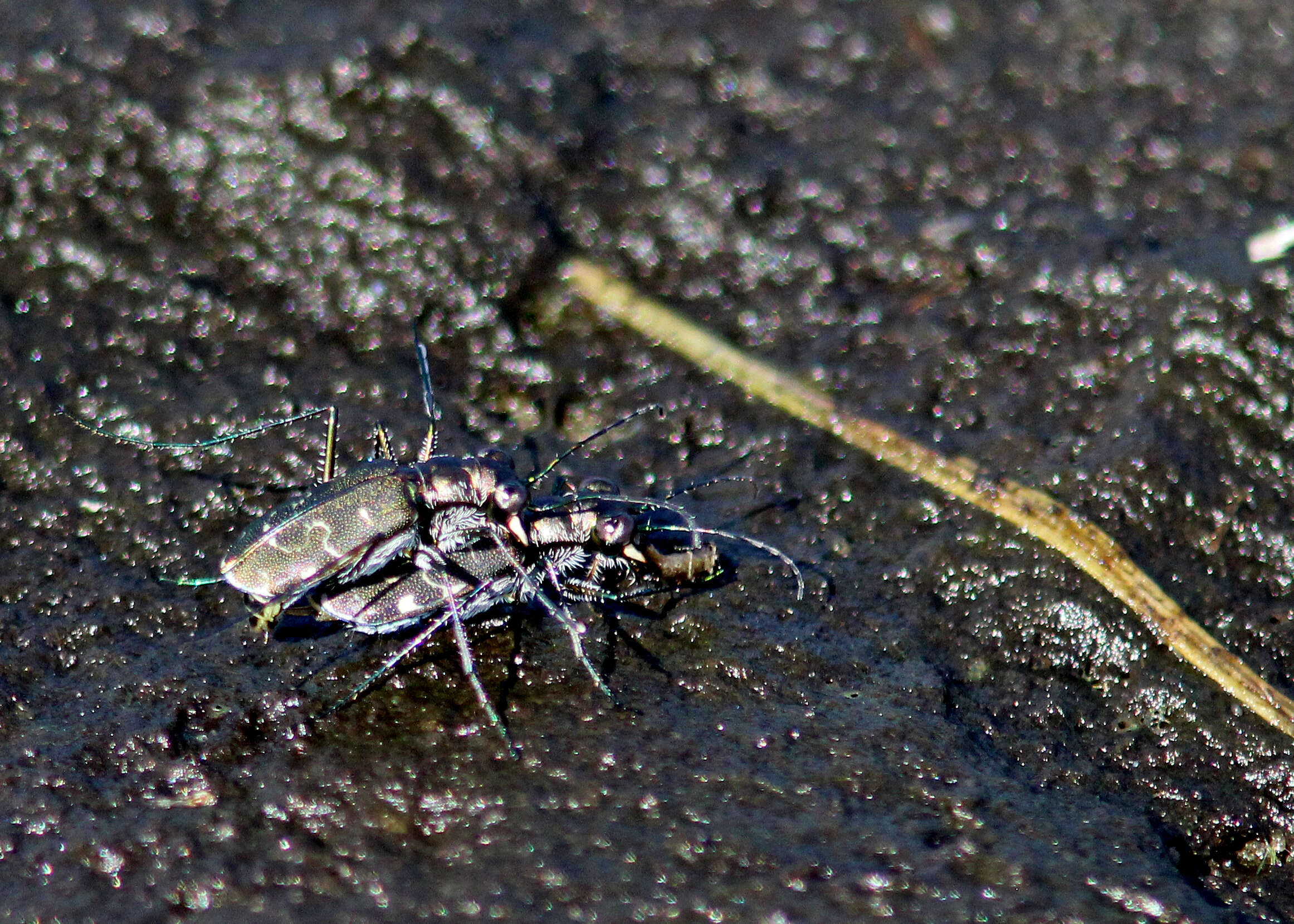 Image of Cicindela (Cicindelidia) trifasciata Fabricius 1781