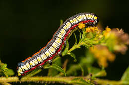 Image of Brown-bordered Cucullia