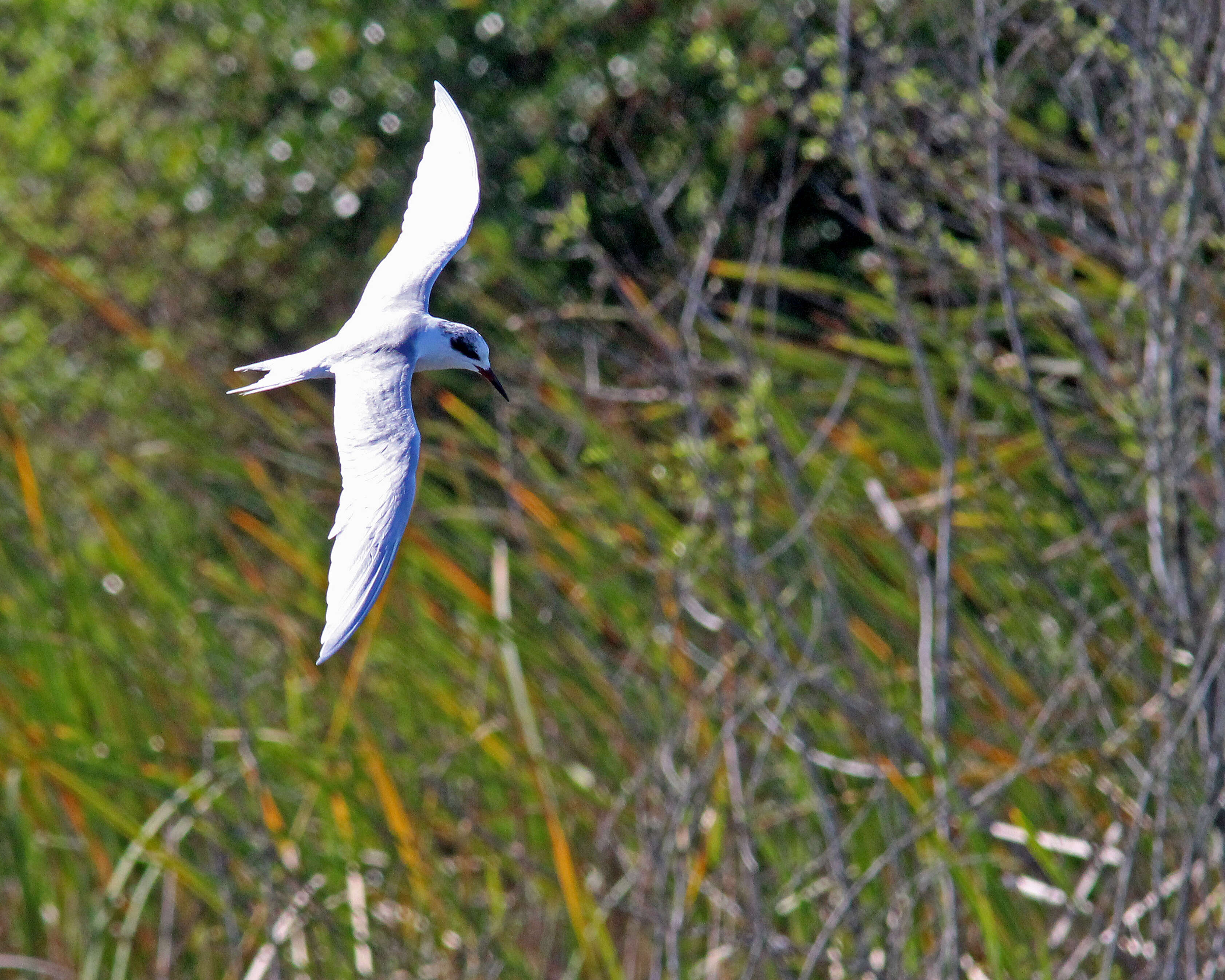 Image of Forster's Tern