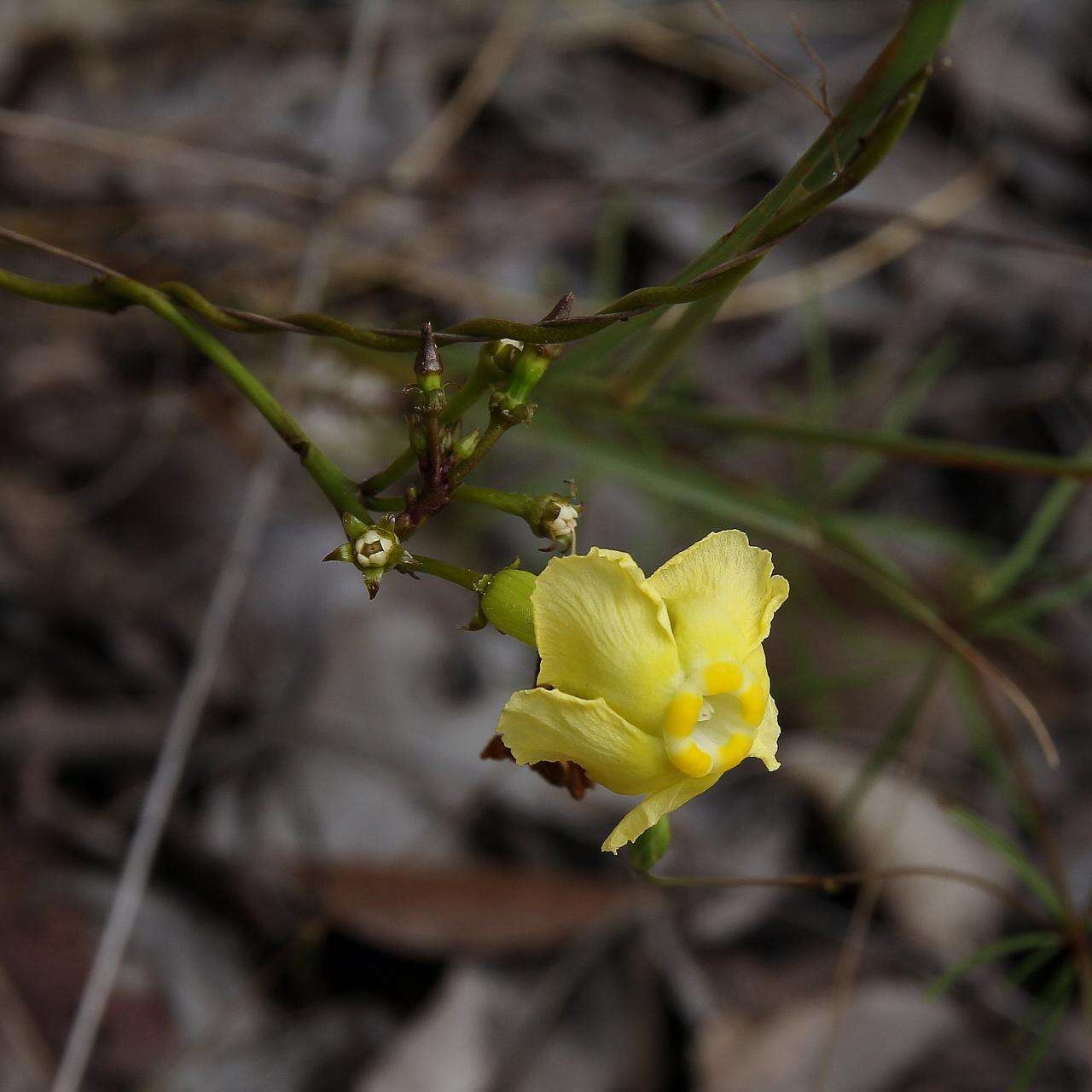 Image de Prestonia quinquangularis (Jacq.) Spreng.