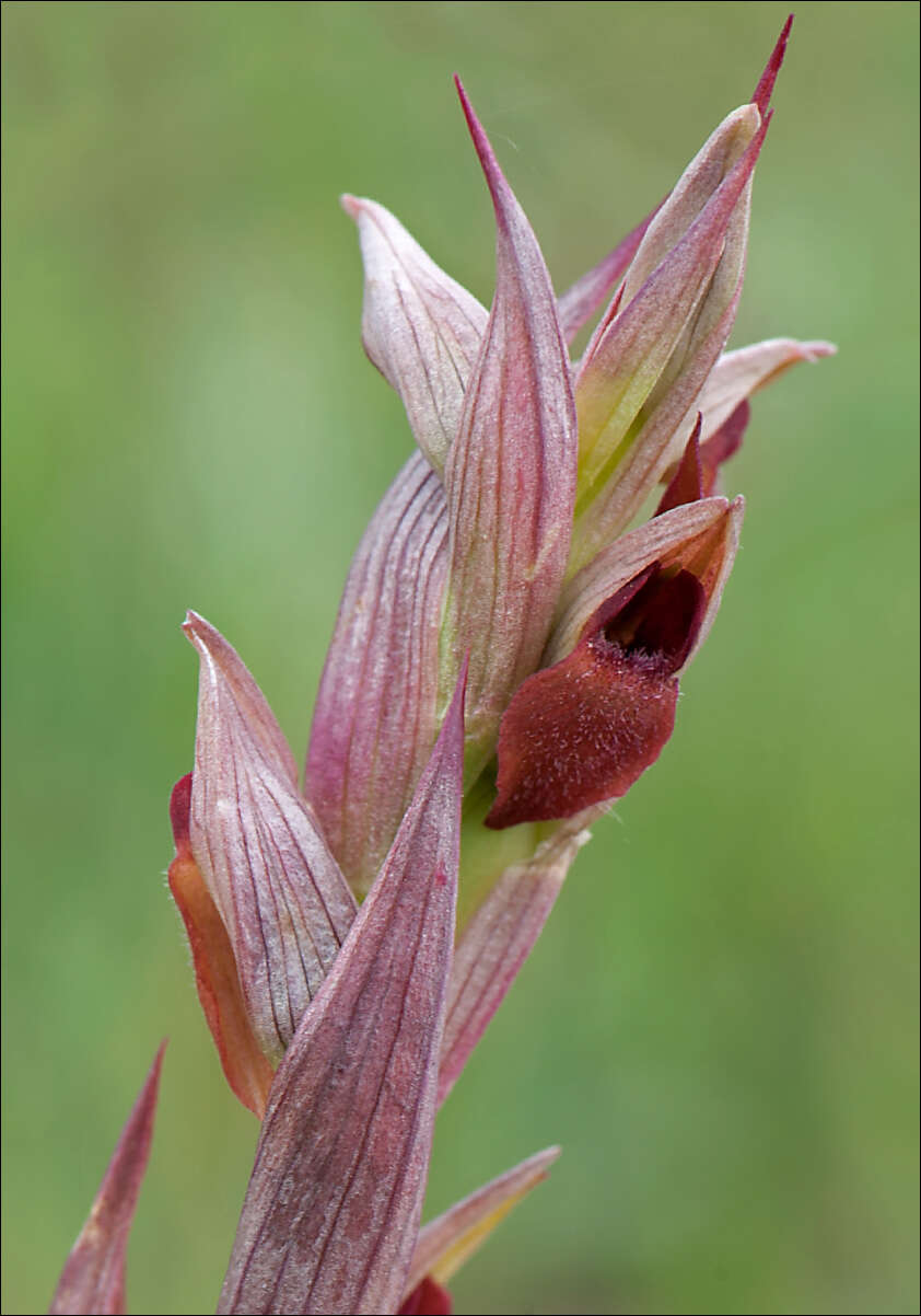 Image of Small-flowered serapias