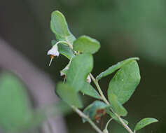 Vaccinium stamineum L.的圖片