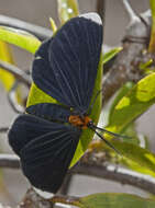 Image of White-tipped Black