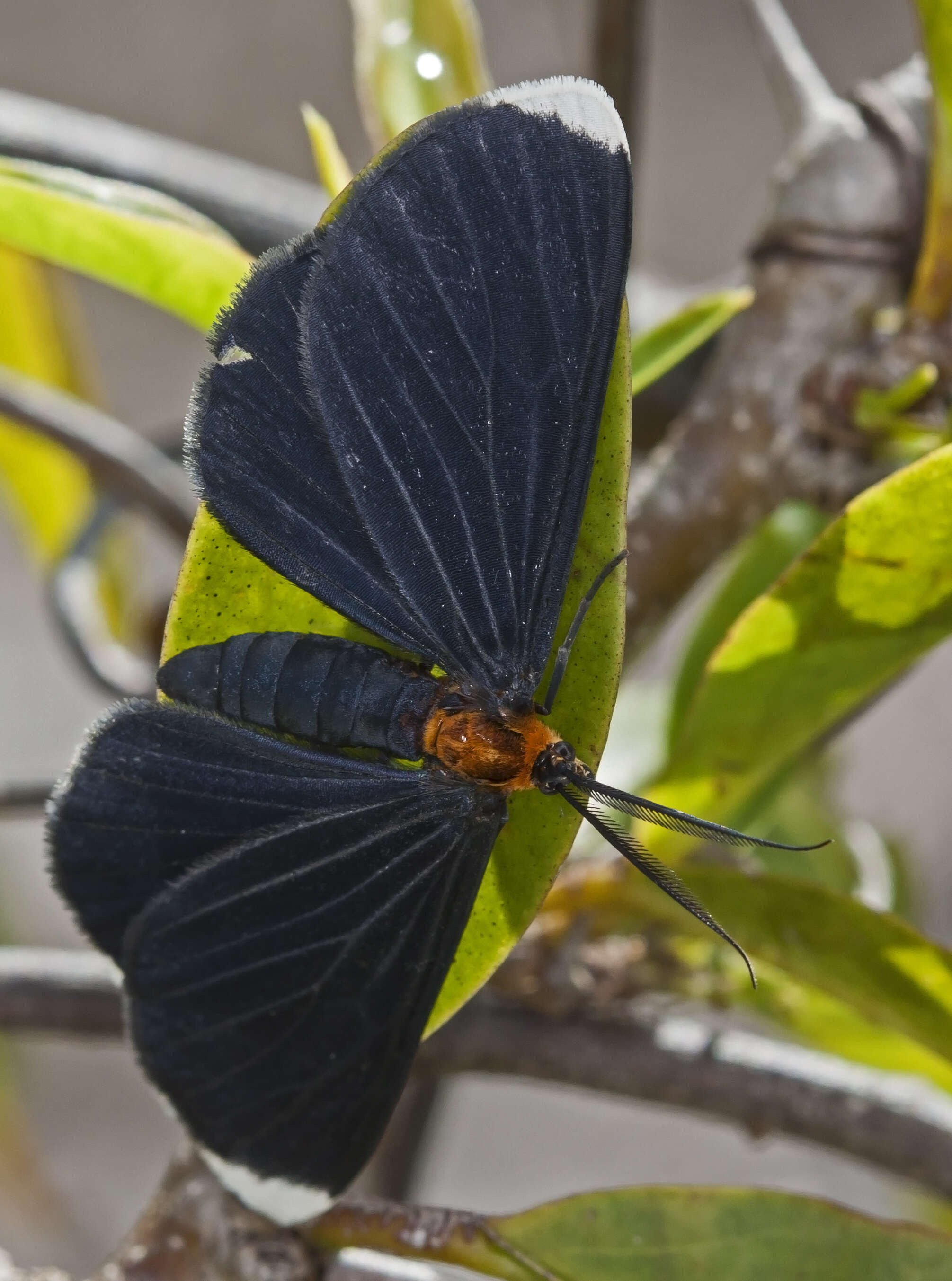 Image of White-tipped Black