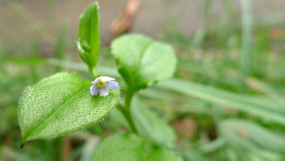 Image of Hackelia latifolia (R. Br.) Dimon & M. A. M. Renner