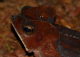 Image of Rhinella margaritifera (Laurenti 1768)