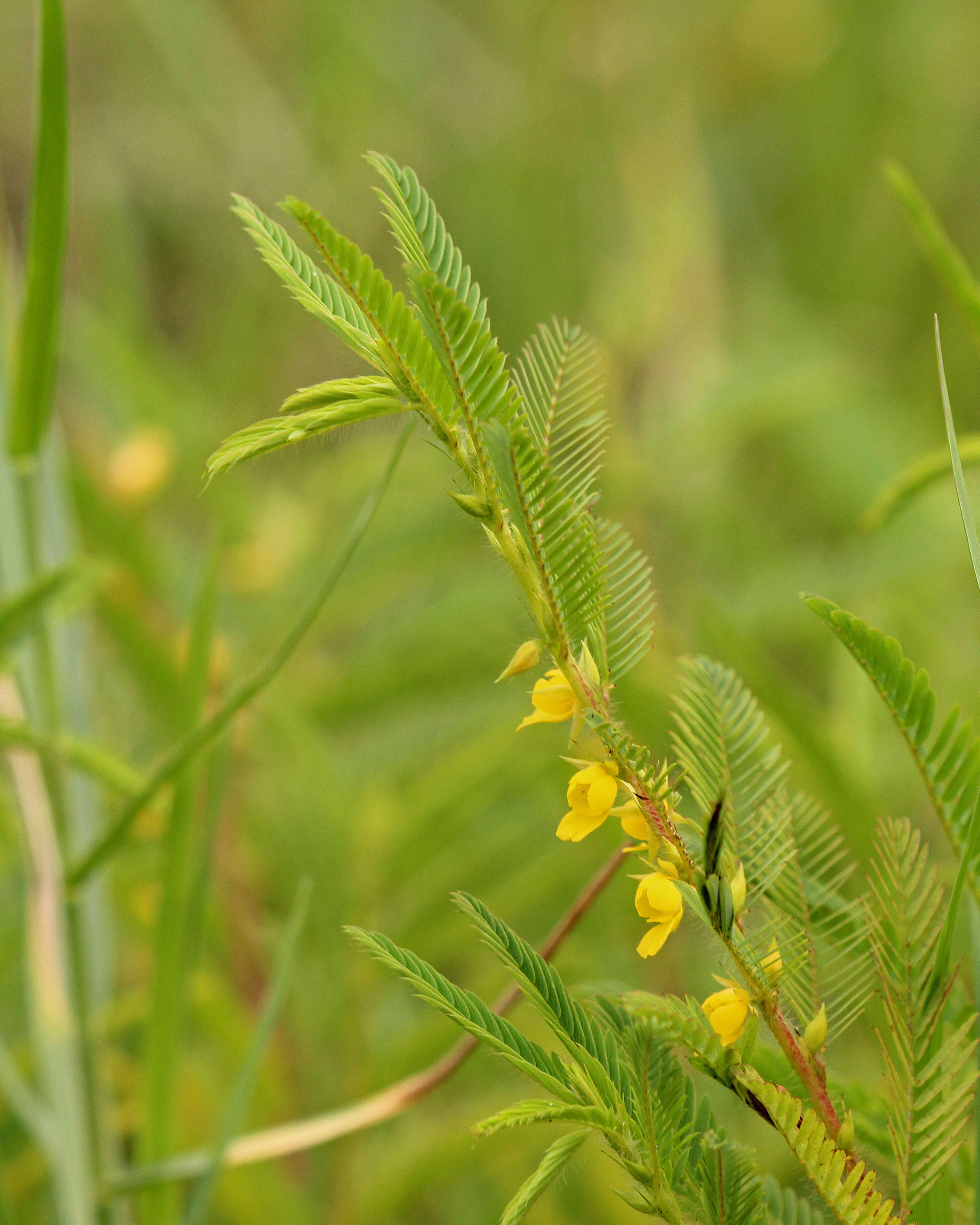 Image de Chamaecrista nictitans (L.) Moench