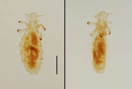 Neohaematopinus sciurinus (Mjoberg 1910) resmi