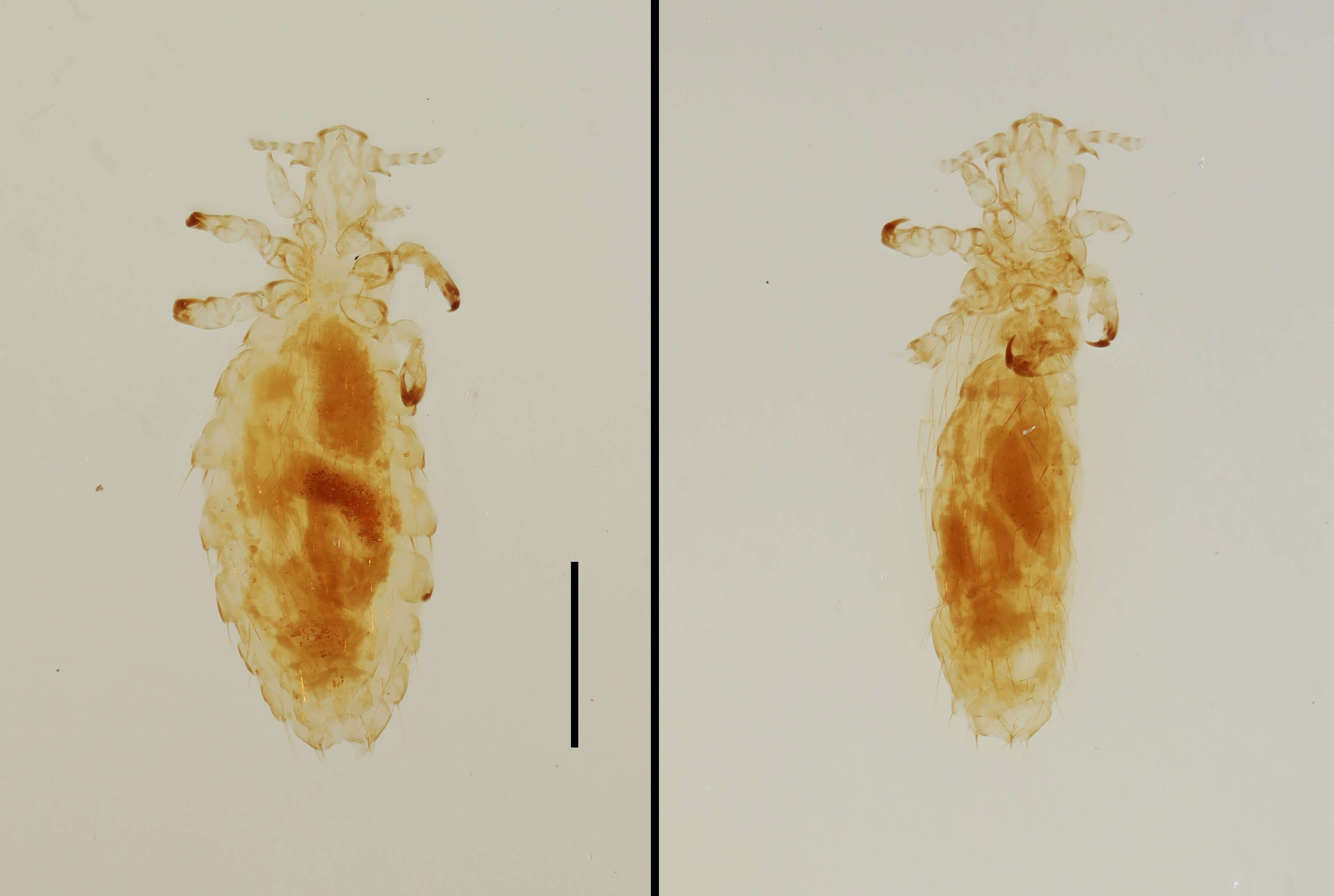 Neohaematopinus sciurinus (Mjoberg 1910) resmi