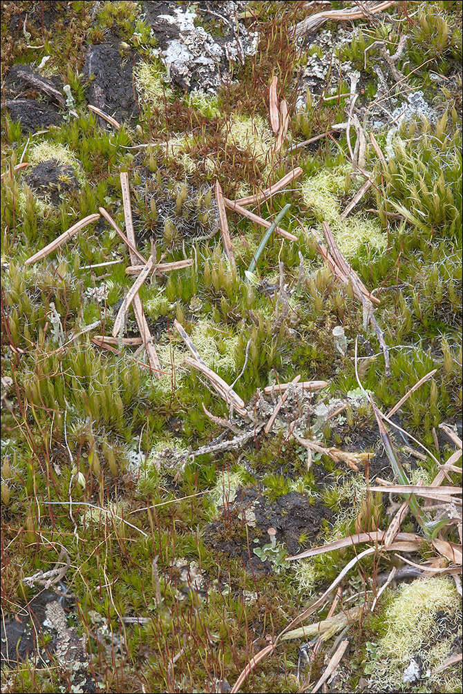 Image of brittle swan-neck moss