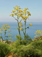 Image of Giant Fennel